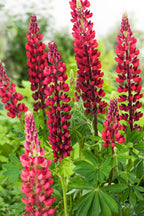Mélange De 20 Lupins – Plante D’Extérieur