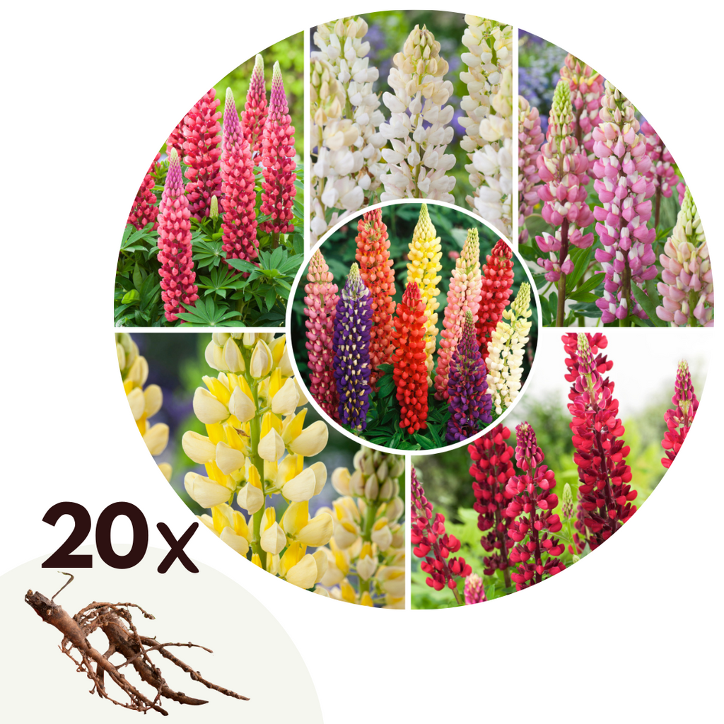 Mélange De 20 Lupins – Plante D’Extérieur
