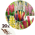 Mélange De 20 Lupins – Plante D’Extérieur