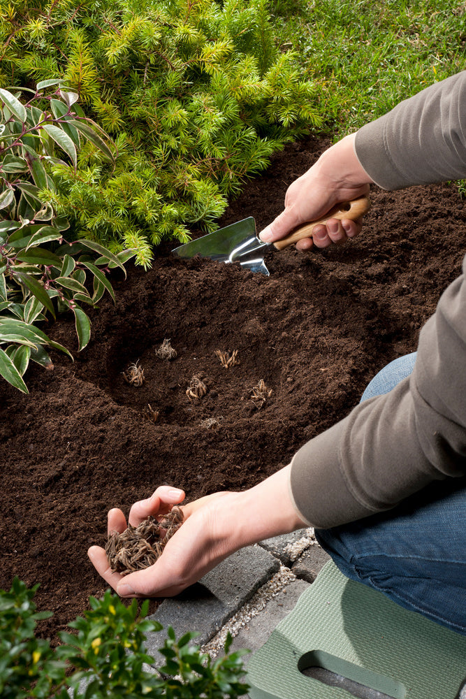 Mélange De 80 Bulbes De Renoncules – Plante D’Extérieur
