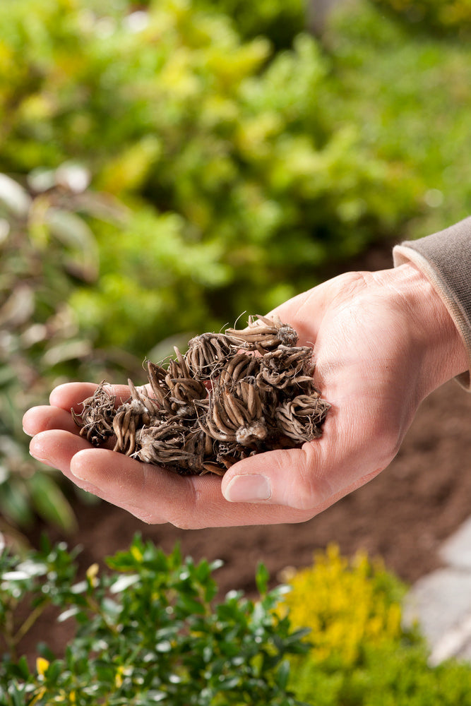 Mélange De 80 Bulbes De Renoncules – Plante D’Extérieur