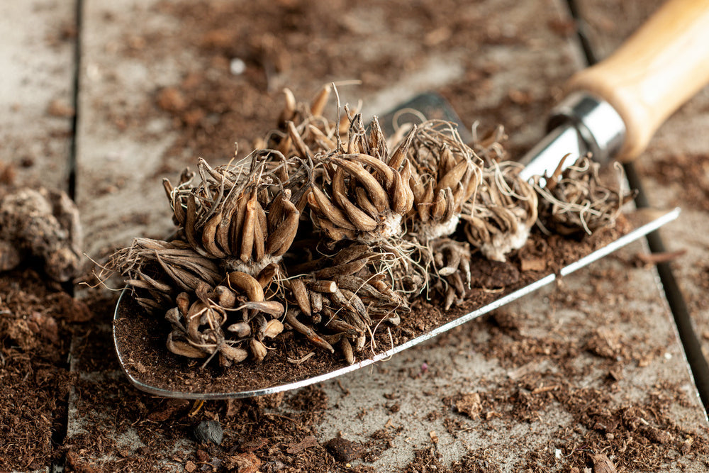 Mélange De 80 Bulbes De Renoncules – Plante D’Extérieur