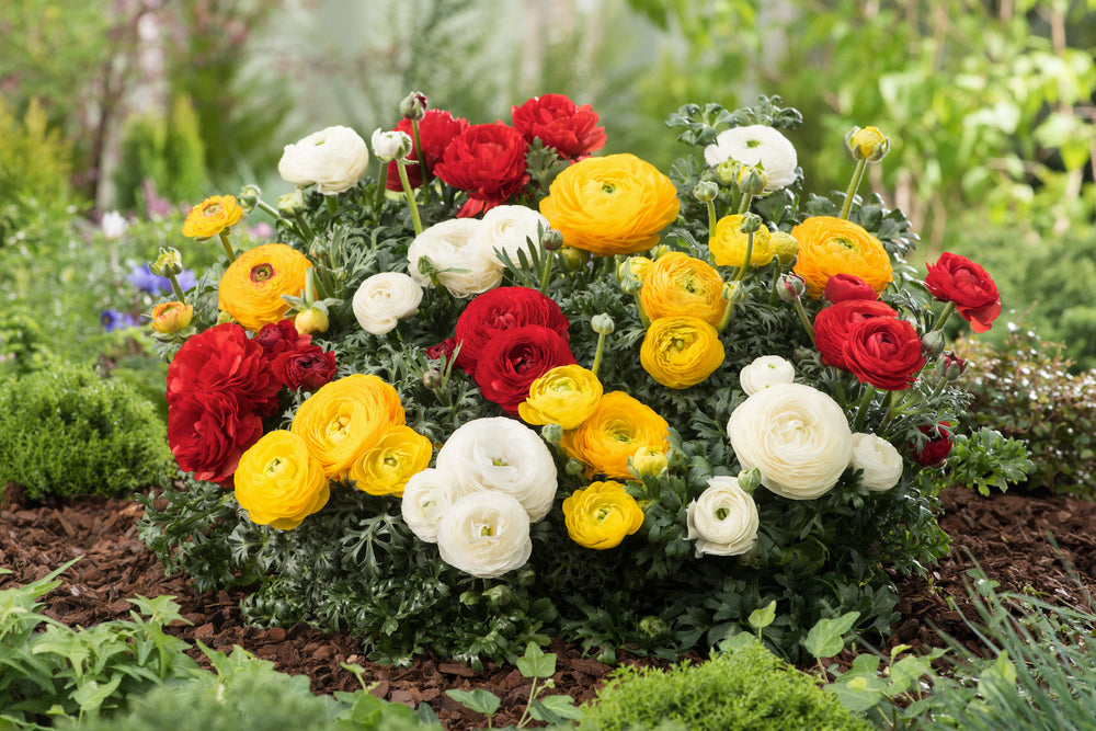 Mélange De 80 Bulbes De Renoncules – Plante D’Extérieur