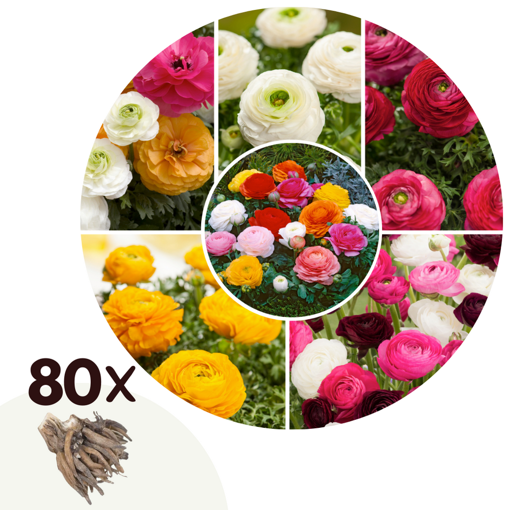 Mélange De 80 Bulbes De Renoncules – Plante D’Extérieur