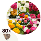 Mélange De 80 Bulbes De Renoncules – Plante D’Extérieur