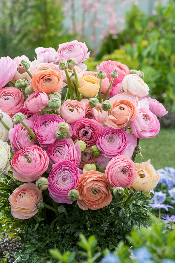 Mélange De 40 Bulbes De Renoncules Pastel – Plante D’Extérieur