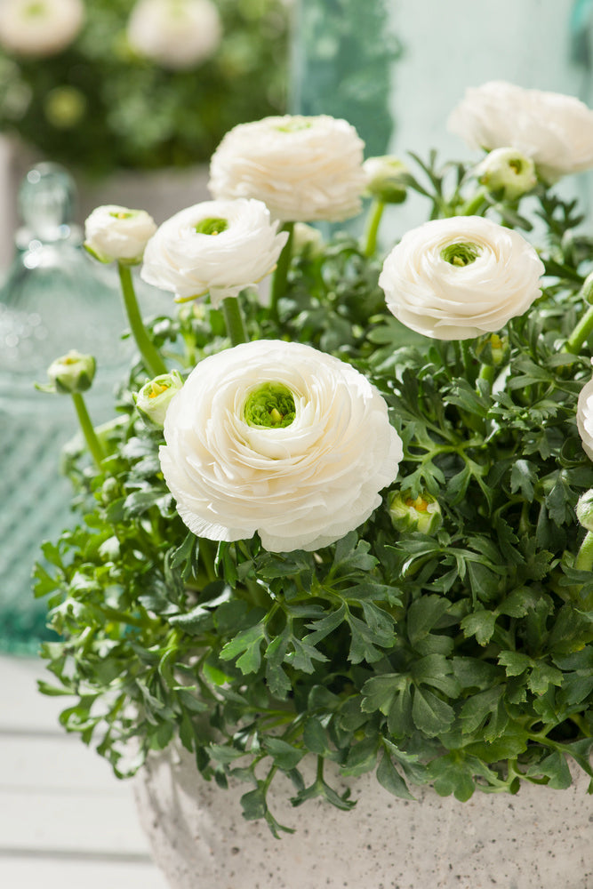 Mélange De 40 Bulbes De Renoncules Pastel – Plante D’Extérieur