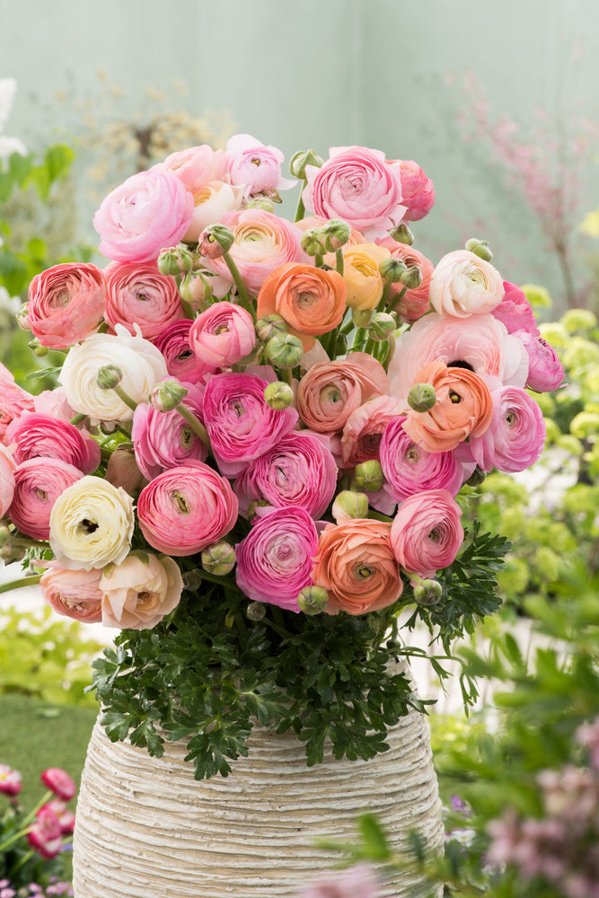 Mélange De 40 Bulbes De Renoncules Pastel – Plante D’Extérieur