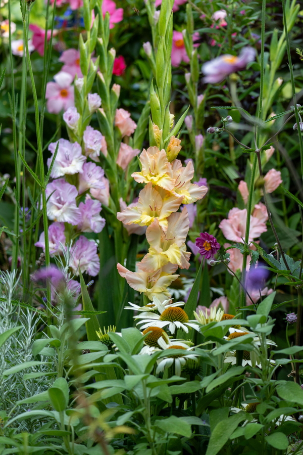 Mélange De 60 Glaïeuls Pastel – Plante D’Extérieur