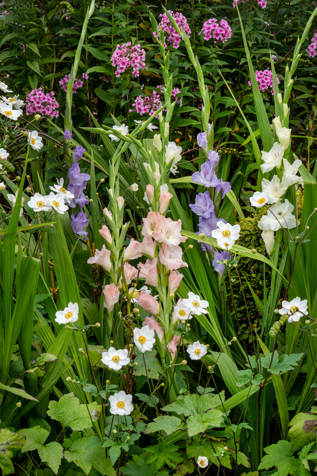 Mélange De 60 Glaïeuls Pastel – Plante D’Extérieur