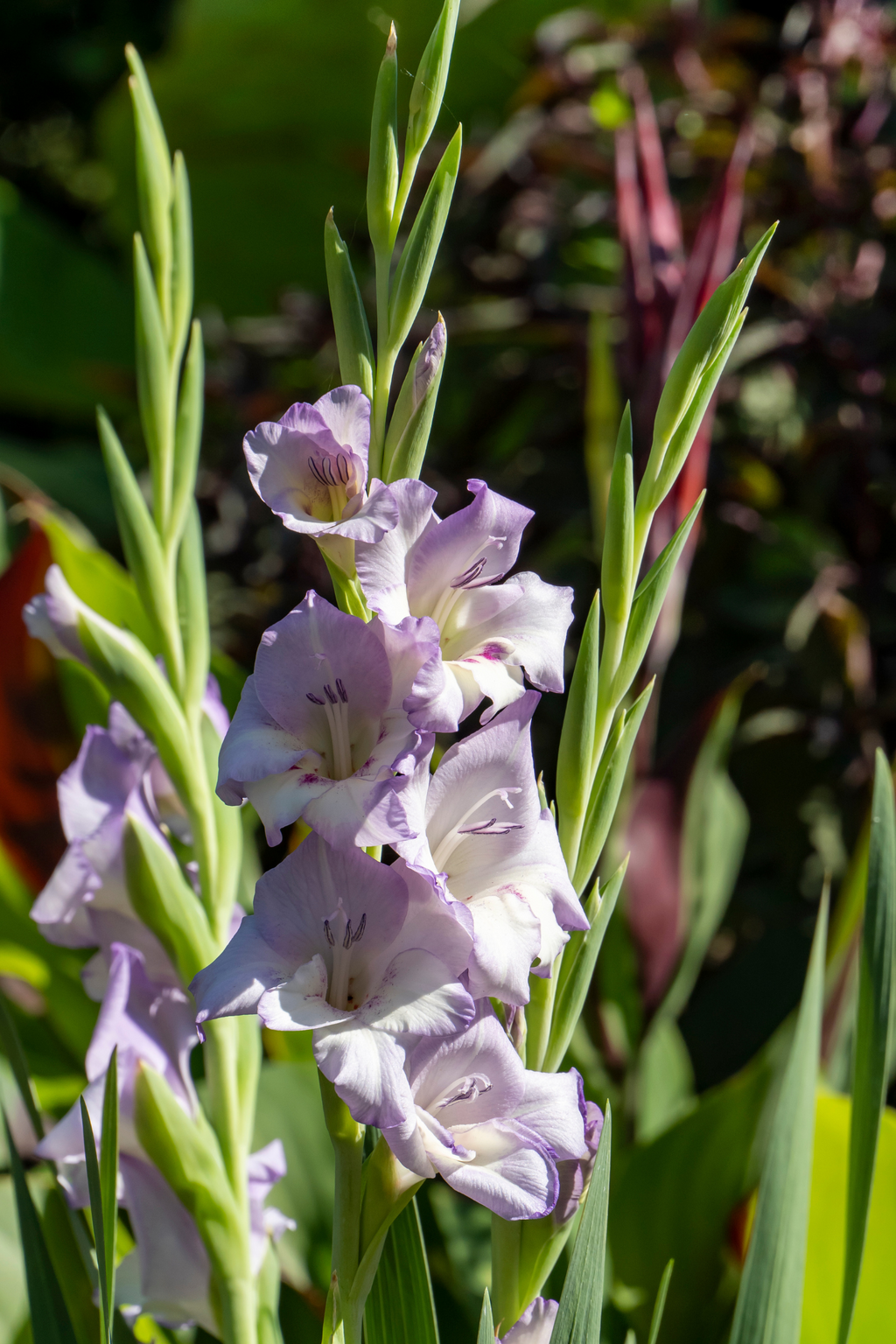 Mélange De 60 Glaïeuls Pastel – Plante D’Extérieur