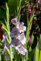 Mélange De 60 Glaïeuls Pastel – Plante D’Extérieur