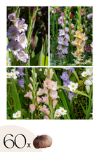 Mélange De 60 Glaïeuls Pastel – Plante D’Extérieur