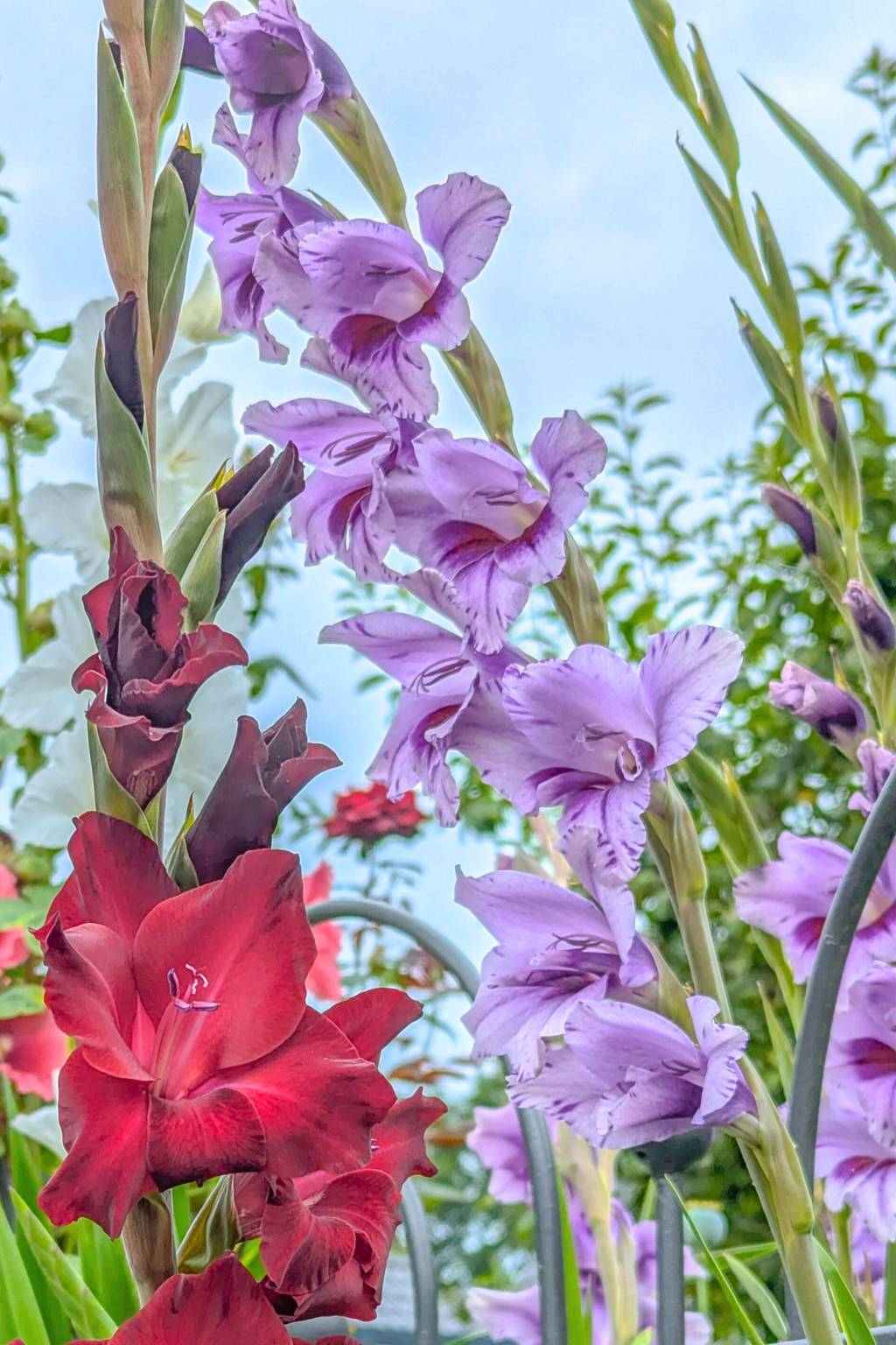 Lot De 21 Glaïeuls ‘Passos’ – Plante D’Extérieur