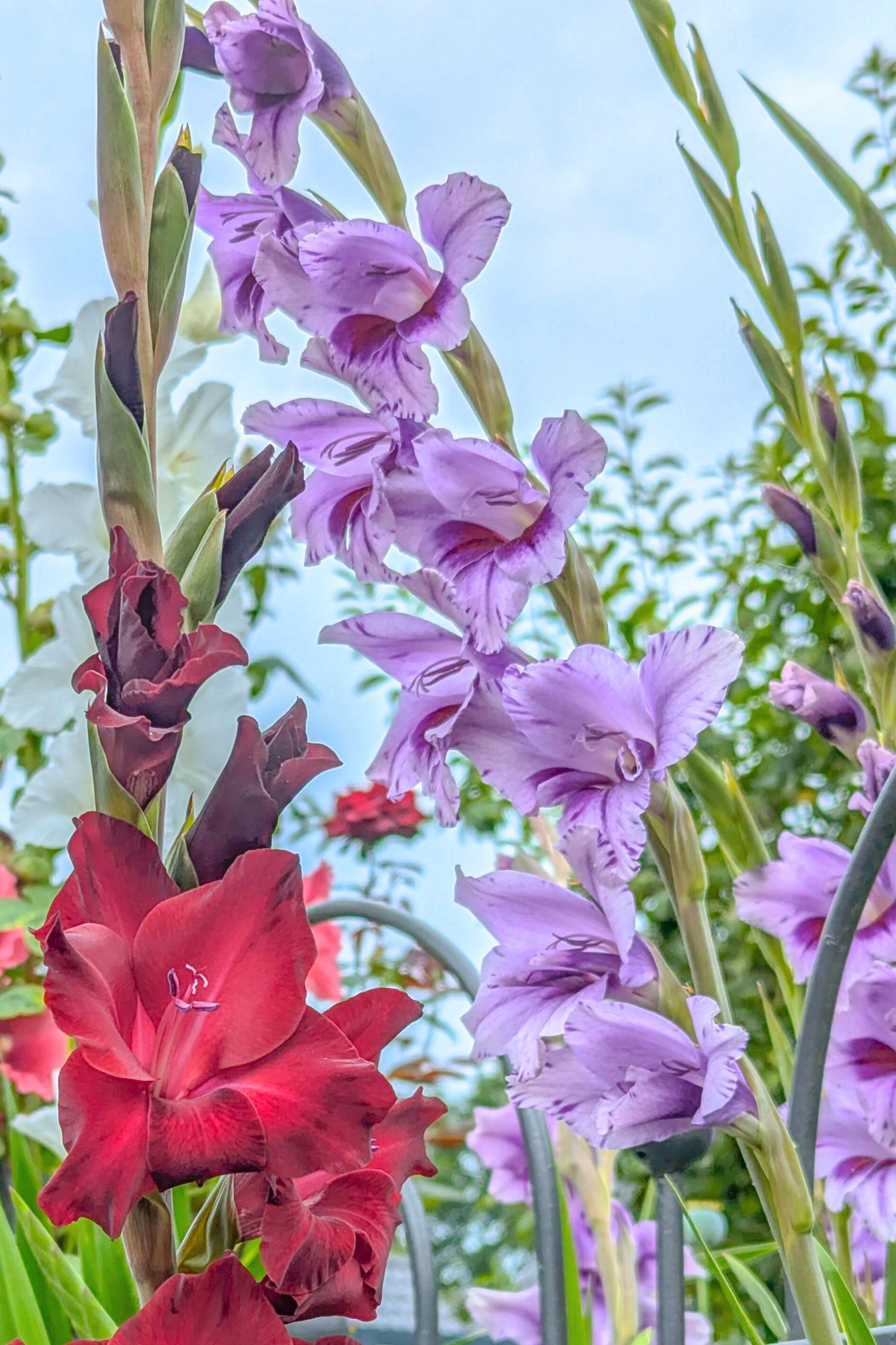 Lot De 21 Glaïeuls ‘Passos’ – Plante D’Extérieur