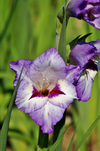 Lot De 21 Glaïeuls ‘Passos’ – Plante D’Extérieur