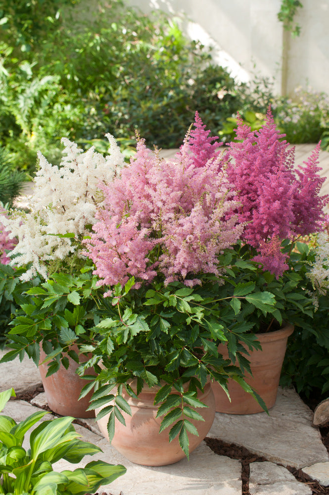 Mélange De 6 Tubercules D’Astilbes – Plante D’Extérieur