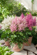 Mélange De 6 Tubercules D’Astilbes – Plante D’Extérieur