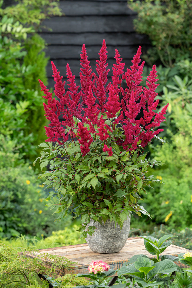 Mélange De 6 Tubercules D’Astilbes – Plante D’Extérieur