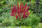 Mélange De 6 Tubercules D’Astilbes – Plante D’Extérieur
