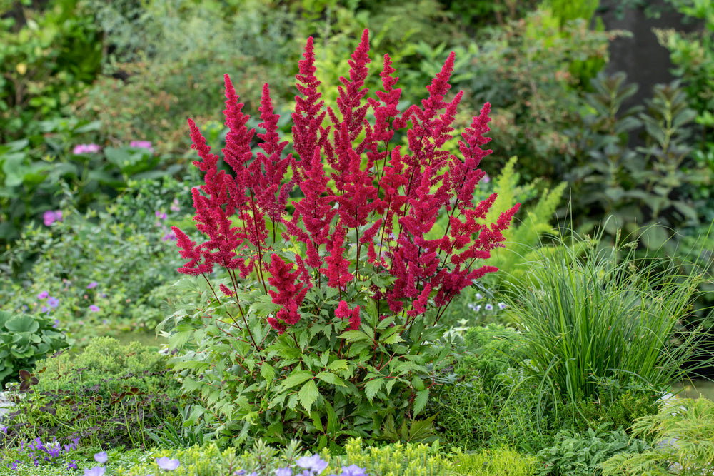Mélange De 6 Tubercules D’Astilbes – Plante D’Extérieur