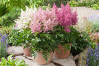 Mélange De 6 Tubercules D’Astilbes – Plante D’Extérieur