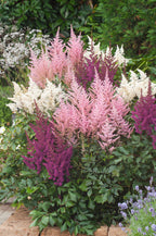 Mélange De 6 Tubercules D’Astilbes – Plante D’Extérieur