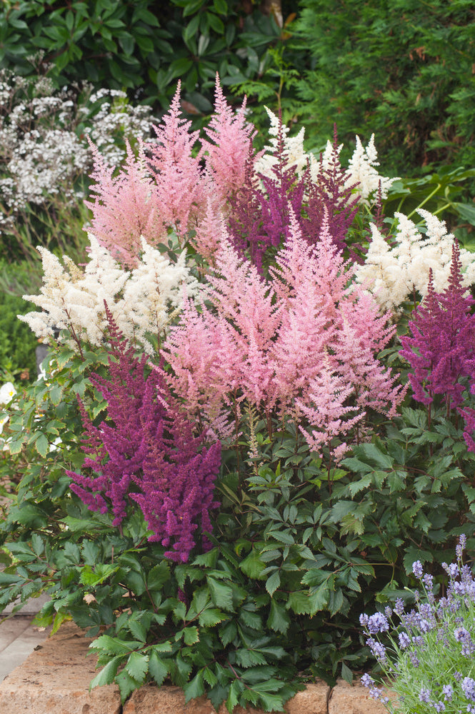 Mélange De 6 Tubercules D’Astilbes – Plante D’Extérieur