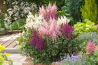 Mélange De 6 Tubercules D’Astilbes – Plante D’Extérieur