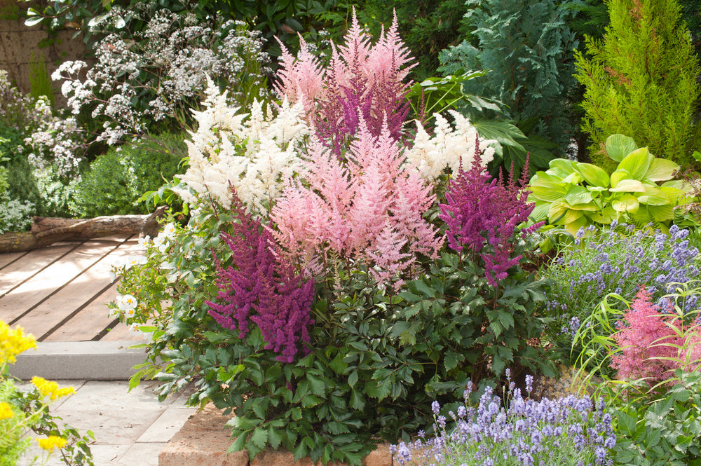Mélange De 6 Tubercules D’Astilbes – Plante D’Extérieur