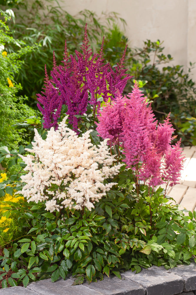 Mélange De 6 Tubercules D’Astilbes – Plante D’Extérieur