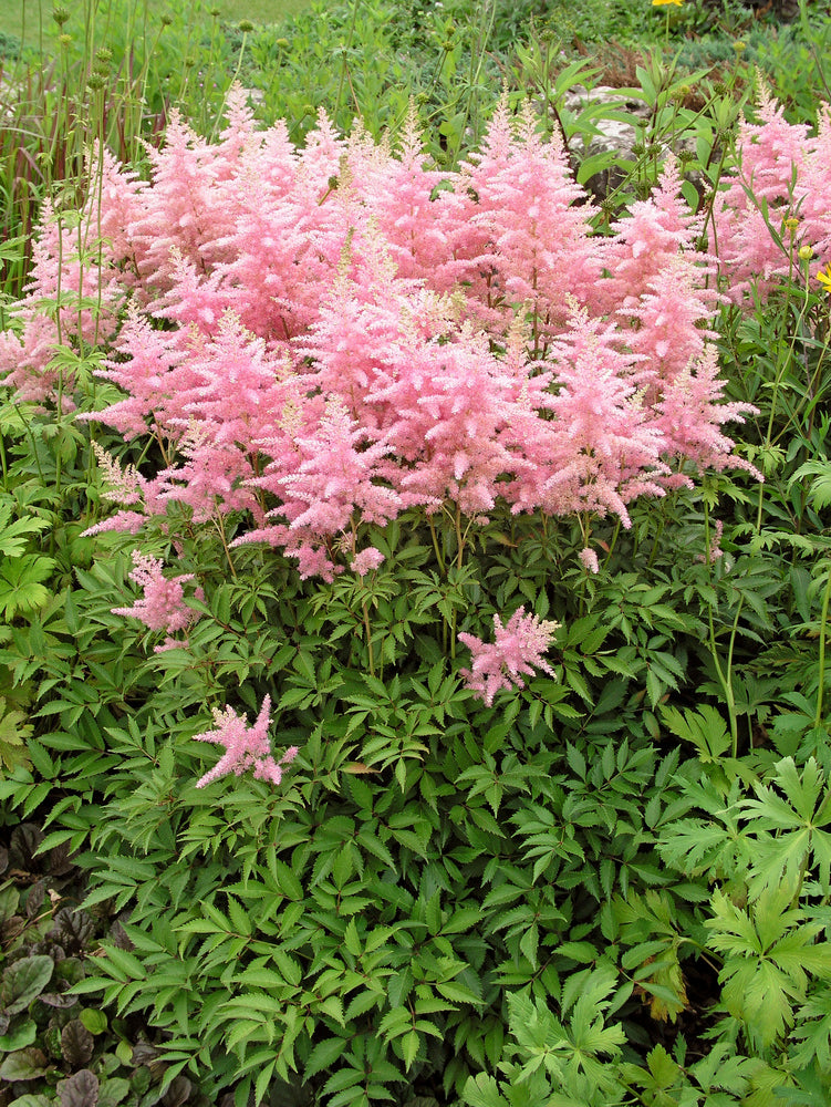 Mélange De 6 Tubercules D’Astilbes – Plante D’Extérieur