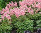 Mélange De 6 Tubercules D’Astilbes – Plante D’Extérieur