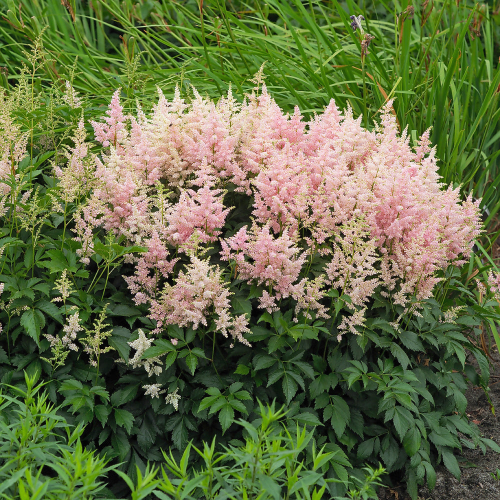 Mélange De 6 Tubercules D’Astilbes – Plante D’Extérieur