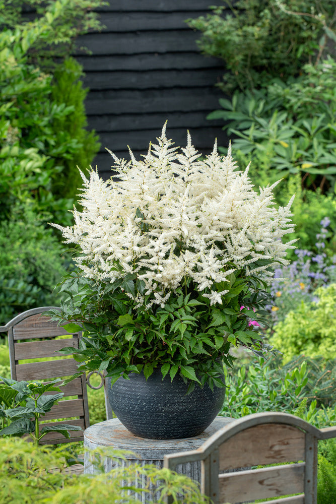 Mélange De 6 Tubercules D’Astilbes – Plante D’Extérieur
