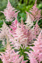 Mélange De 6 Tubercules D’Astilbes – Plante D’Extérieur