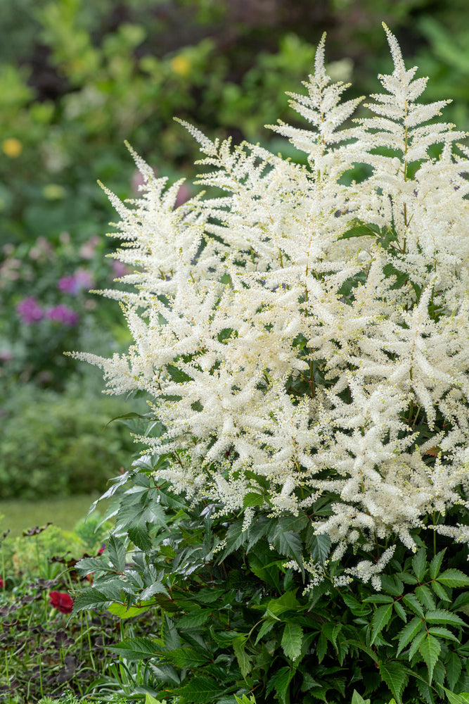 Mélange De 6 Tubercules D’Astilbes – Plante D’Extérieur