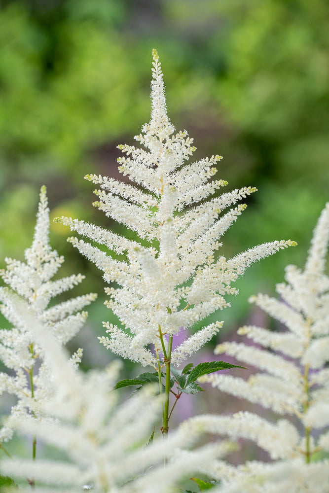 Mélange De 6 Tubercules D’Astilbes – Plante D’Extérieur