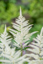 Mélange De 6 Tubercules D’Astilbes – Plante D’Extérieur