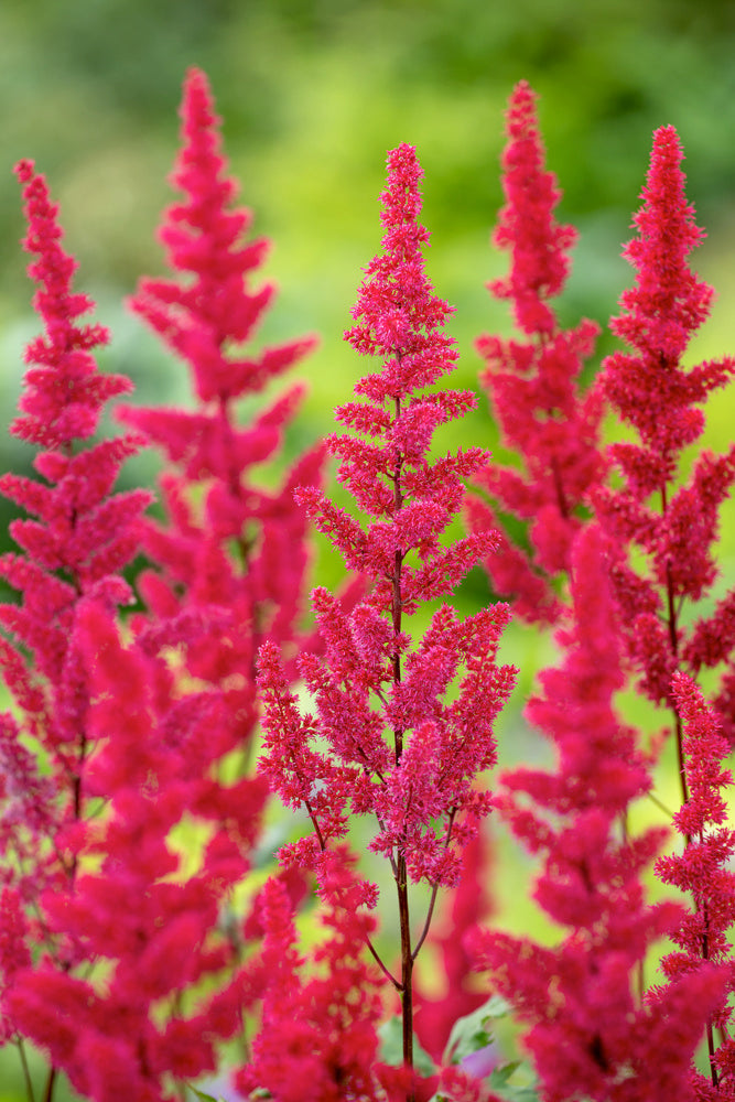 Mélange De 6 Tubercules D’Astilbes – Plante D’Extérieur