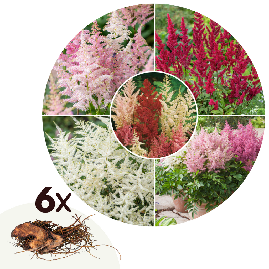 Mélange De 6 Tubercules D’Astilbes – Plante D’Extérieur