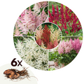Mélange De 6 Tubercules D’Astilbes – Plante D’Extérieur