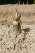 Lot De 3 Asperges ‘Gijnlim’ – Plante D’Extérieur