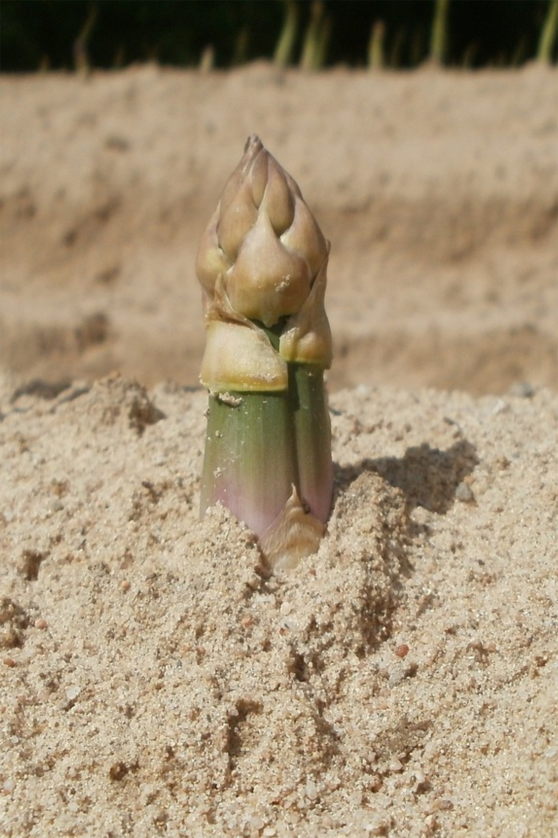 Lot De 3 Asperges ‘Gijnlim’ – Plante D’Extérieur
