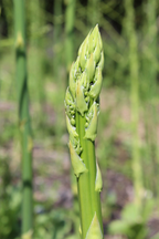 Lot De 3 Asperges ‘Gijnlim’ – Plante D’Extérieur