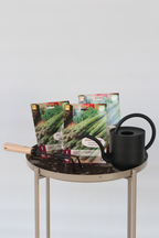 Lot De 3 Asperges ‘Gijnlim’ – Plante D’Extérieur