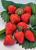 Lot De 10 Fraisiers ‘Elsanta’ – Plante D’Extérieur