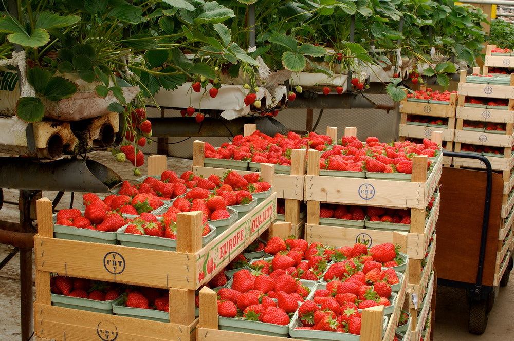 Lot De 10 Fraisiers ‘Elsanta’ – Plante D’Extérieur