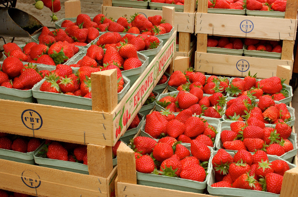 Lot De 10 Fraisiers ‘Elsanta’ – Plante D’Extérieur