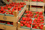 Lot De 10 Fraisiers ‘Elsanta’ – Plante D’Extérieur